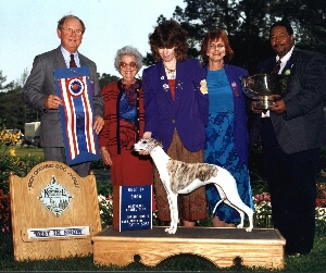 Preference was a Multi Best In Show and Best in Specialty Show Winner and was #1 Whippet in the U.S. 1994
& 1995
